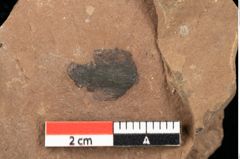 Foto (Detailansicht) von Pinus ciliata Ettingshausen (NHMW-GEO-2024-0188-0336)